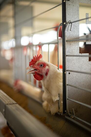 Kemcol Farms poultry layer house