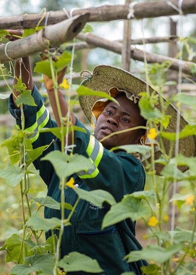 Kemcol Farms worker tending organic crops