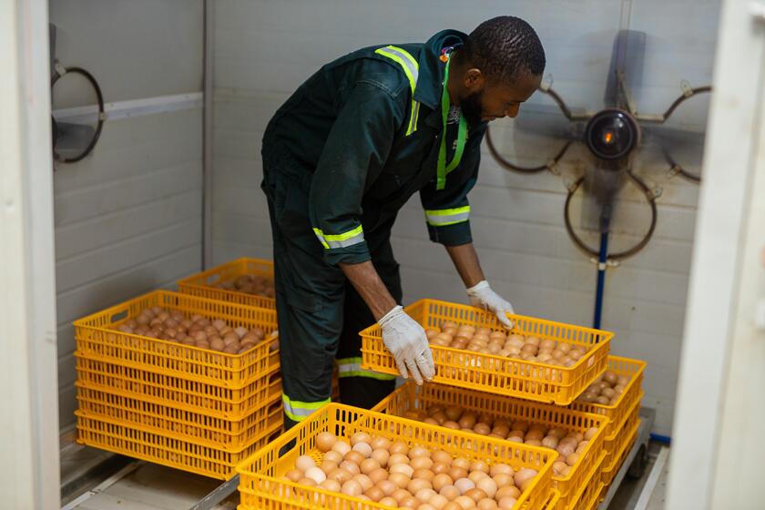 Kemcol Farms worker stocking fresh eggs