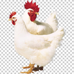 Healthy Live Broilers for Meat