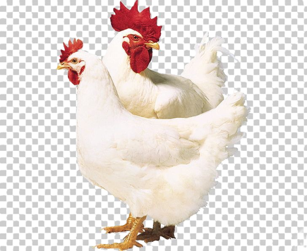 Healthy Live Broilers for Meat