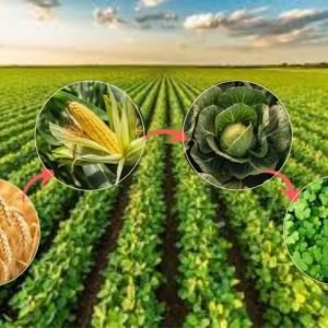 Crops Produce