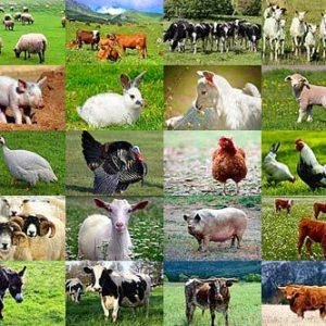 Livestocks