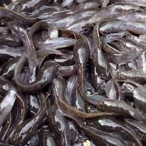 Fishery