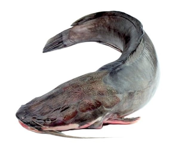 fresh_catfish
