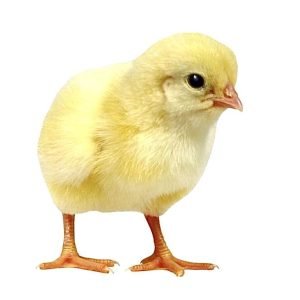 Healthy Day-Old Broiler Chick