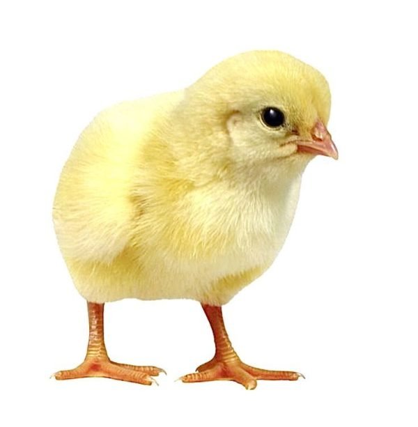 Healthy Day-Old Broiler Chick