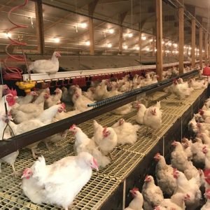 Poultry