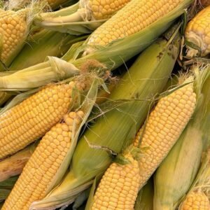 Sweet Corn