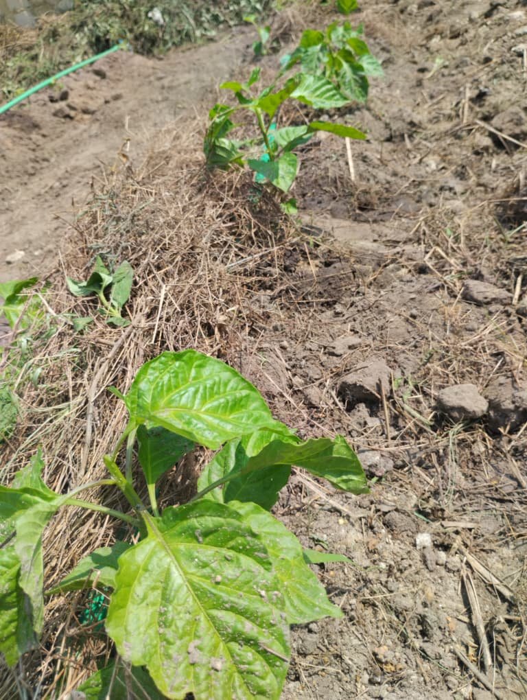 Home WhatsApp Image 2025-12-29 at 12.51.21 PM