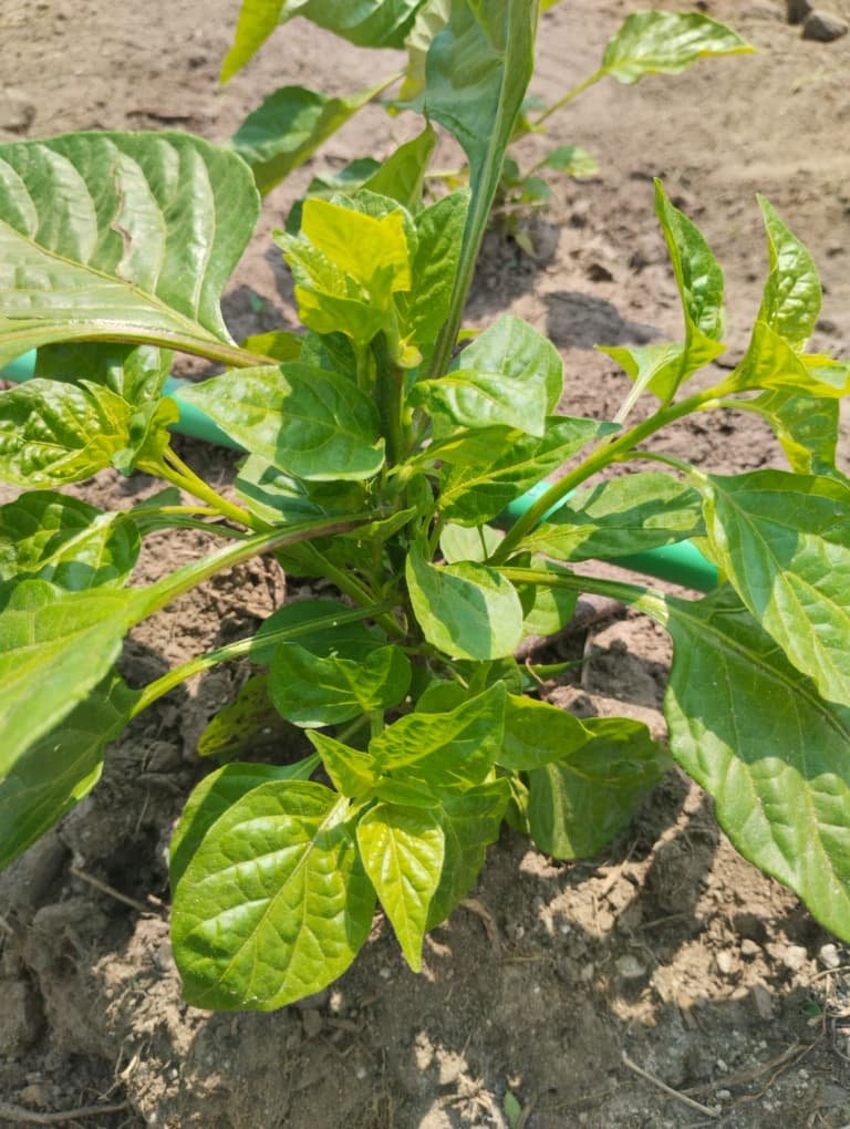 Home WhatsApp Image 2025-12-29 at 12.52.24 PM