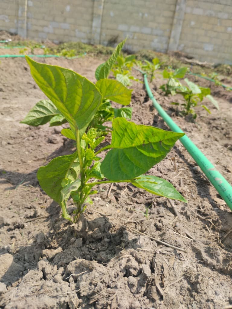 Home WhatsApp Image 2025-12-29 at 12.52.27 PM (1)