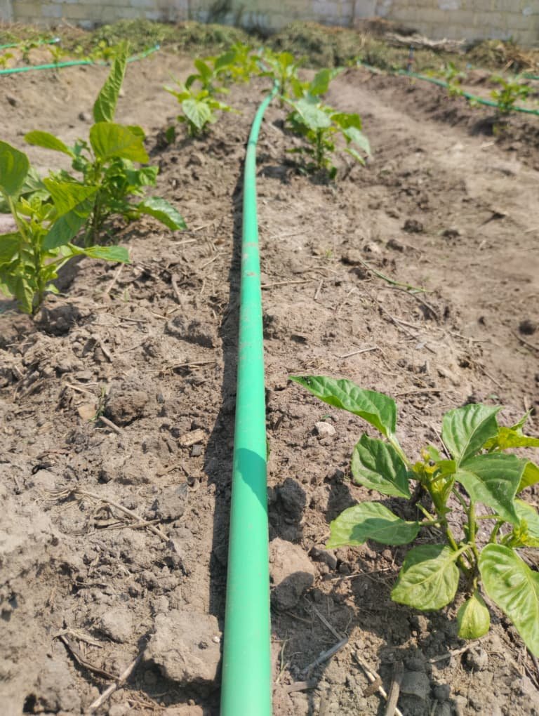 Home WhatsApp Image 2025-12-29 at 12.52.28 PM