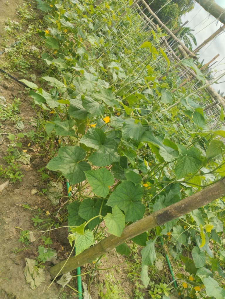 Home WhatsApp Image 2025-12-29 at 12.52.29 PM