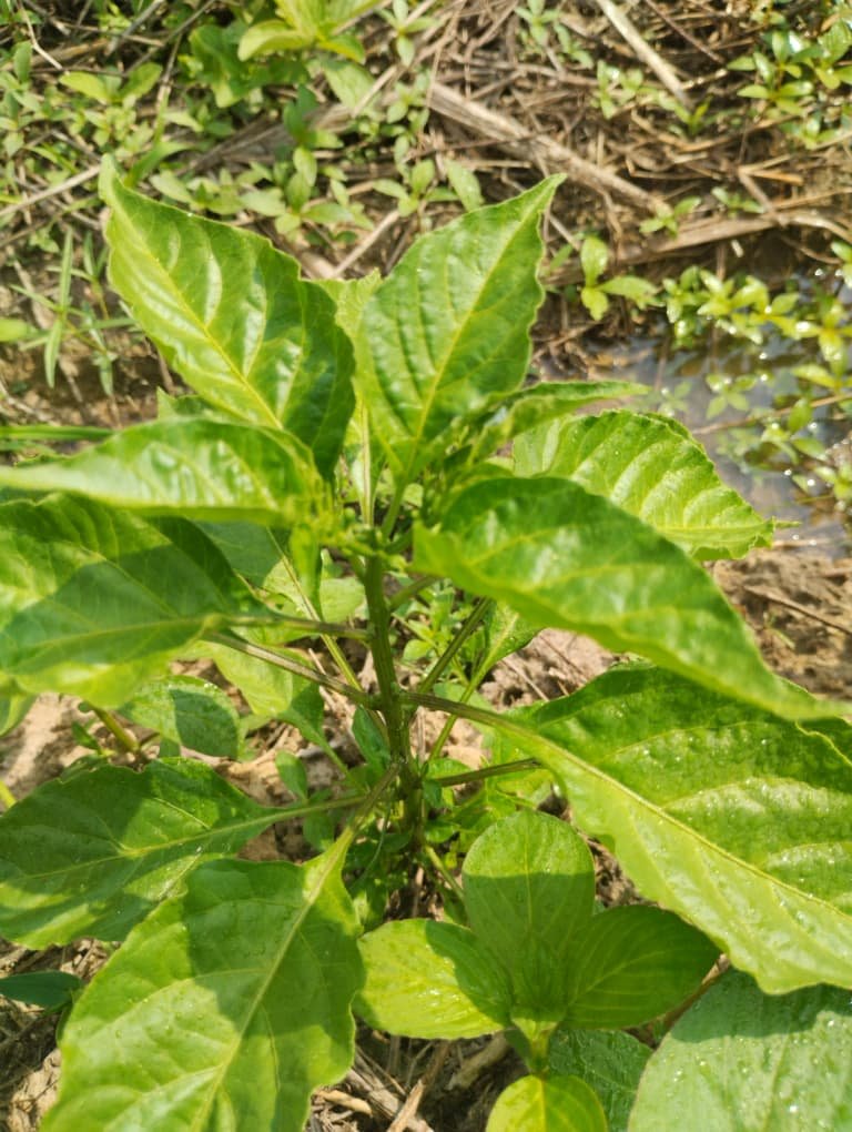 Home WhatsApp Image 2025-12-29 at 12.52.31 PM (1)