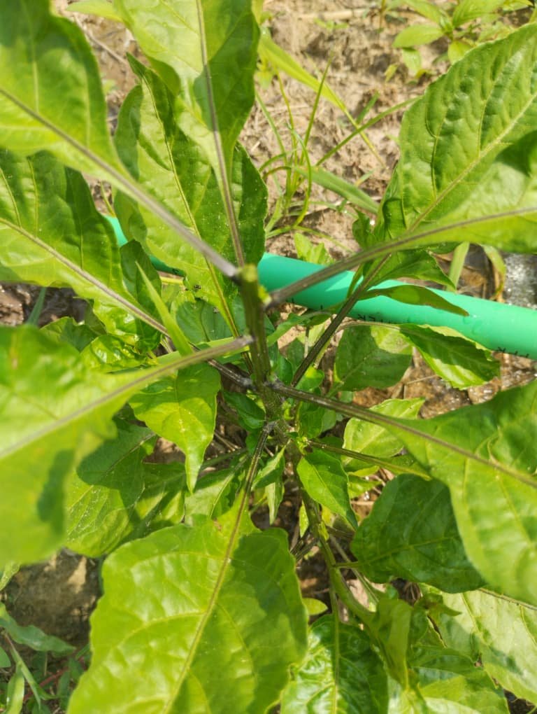 Home WhatsApp Image 2025-12-29 at 12.52.34 PM