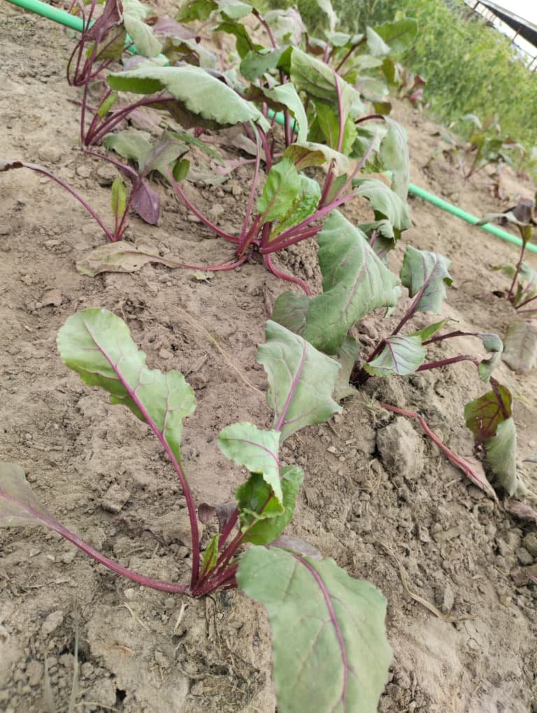 Home WhatsApp Image 2025-12-29 at 12.52.37 PM