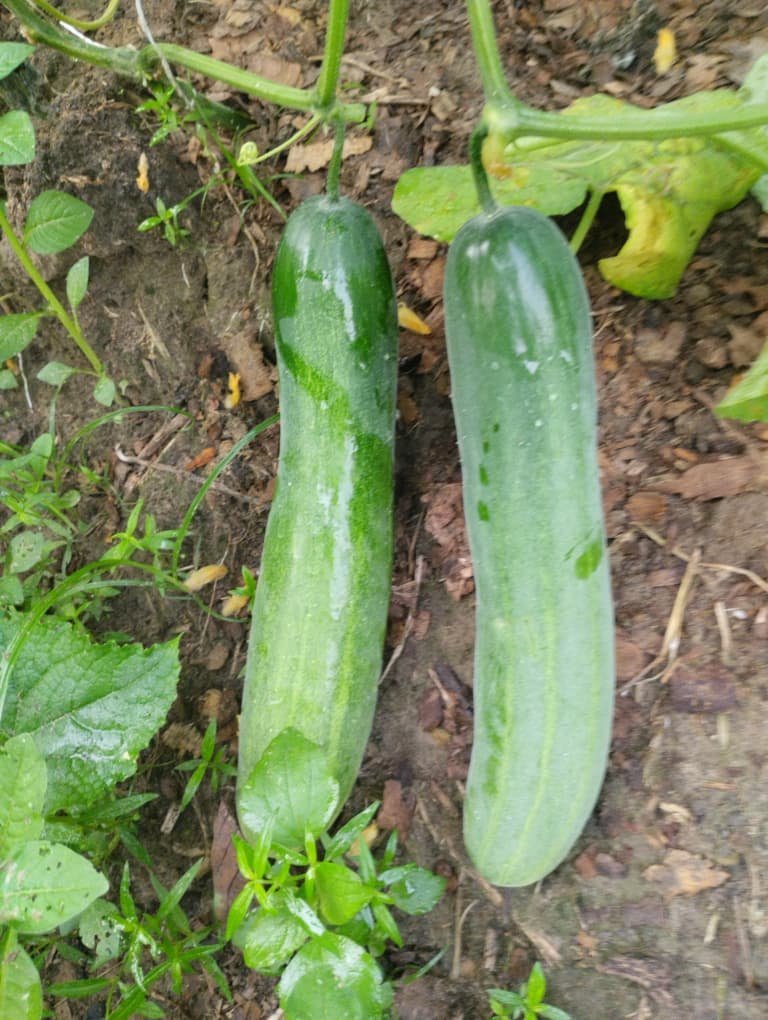 Home WhatsApp Image 2026-01-07 at 7.35.25 PM