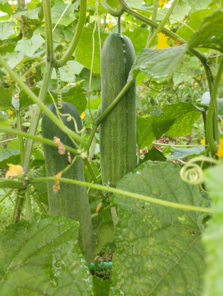 Home WhatsApp Image 2026-01-07 at 7.35.26 PM (1) - Copy