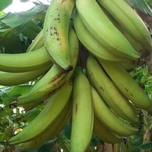 plantains_kemcolfarms